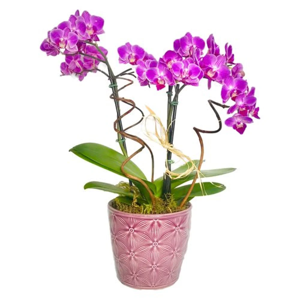 Vasos - Mini Delicada Orquídea - MultFlores Online
