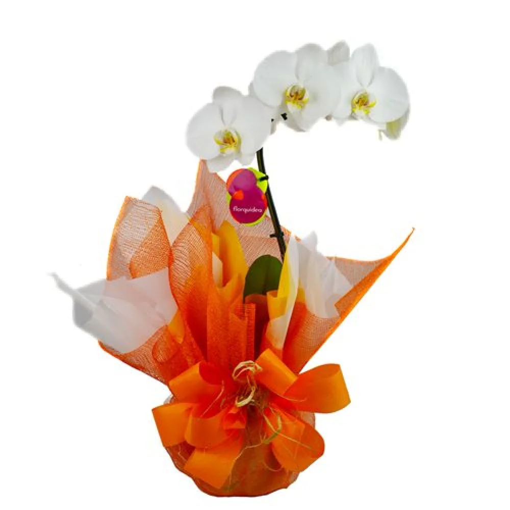 Orquídeas - Orquídea Phalaenopsis branca - MultFlores Online